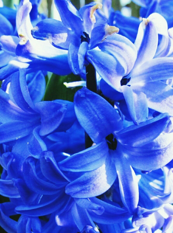 blue