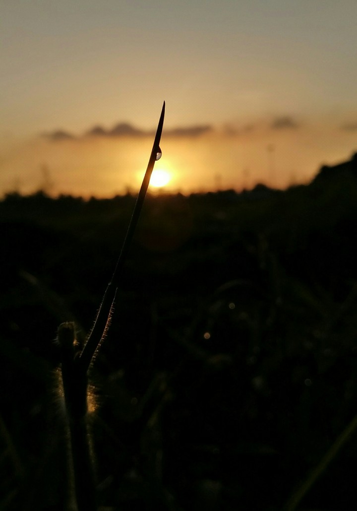dew