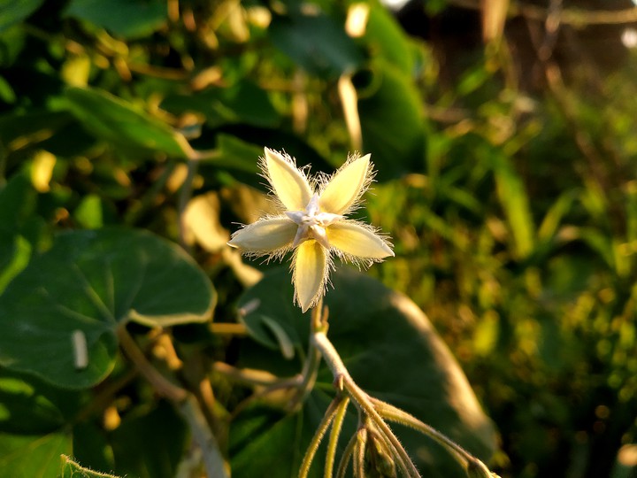 flower