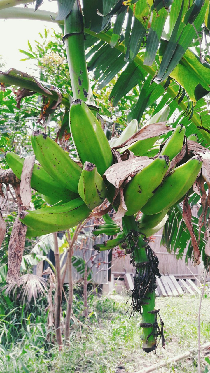 green bananas
