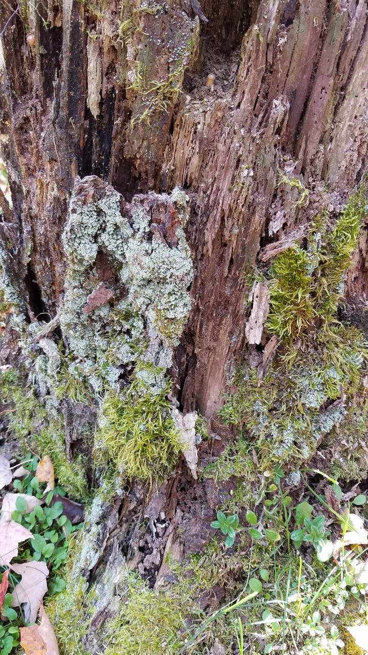 nature
