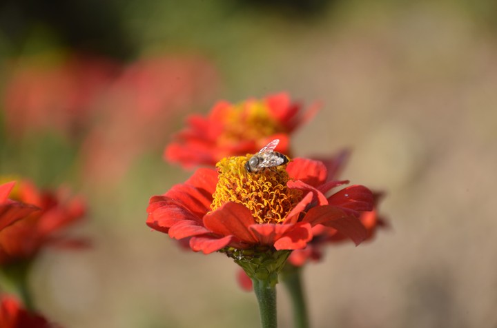 Honey Bee