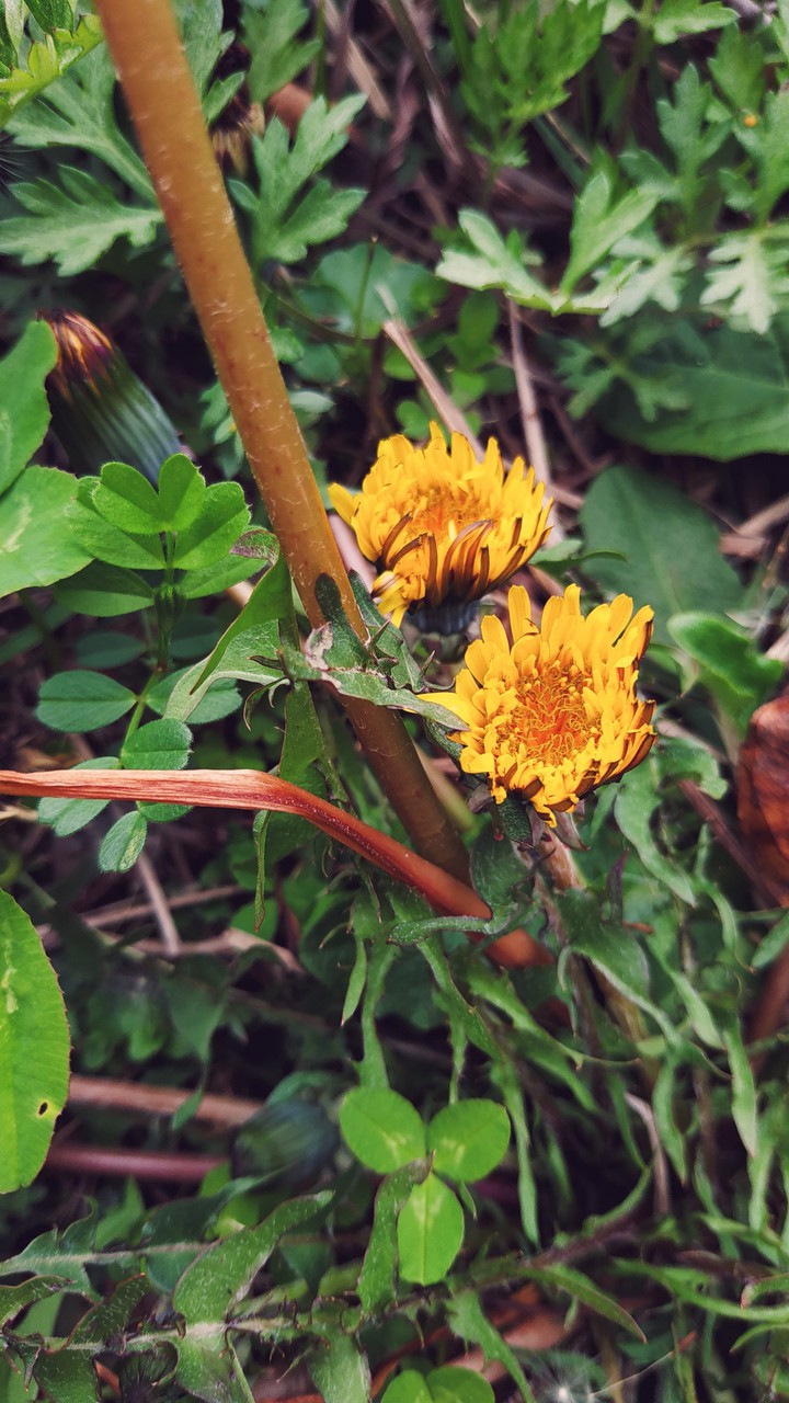 Dandelion