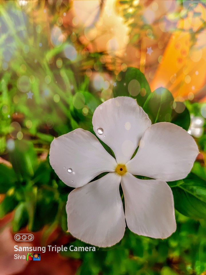 white flower