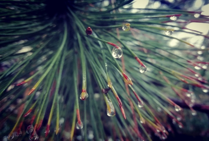 raindrops