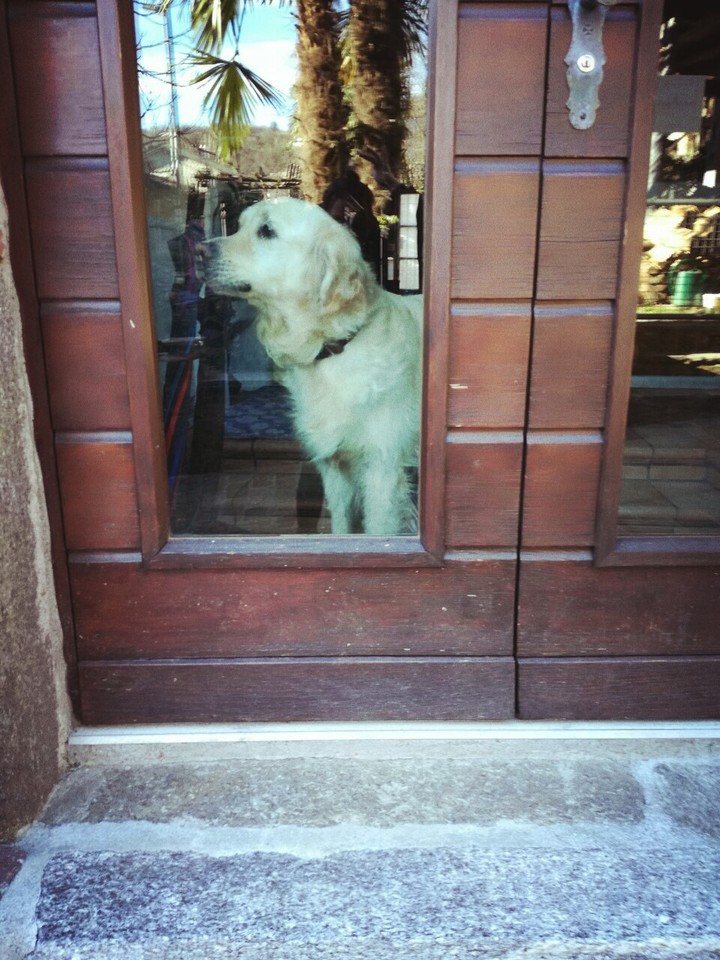 dog