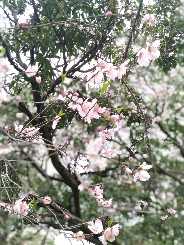 garden flowers
