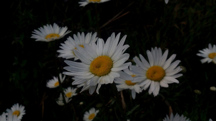 Daisy Day