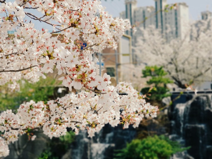 벚꽃