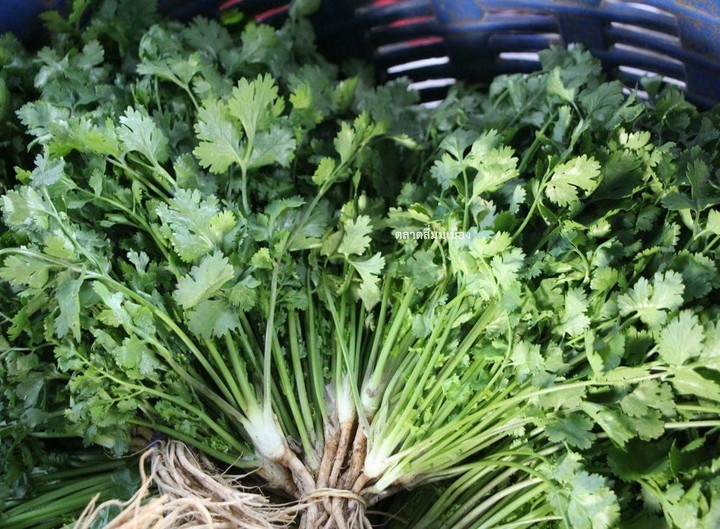 vegetable