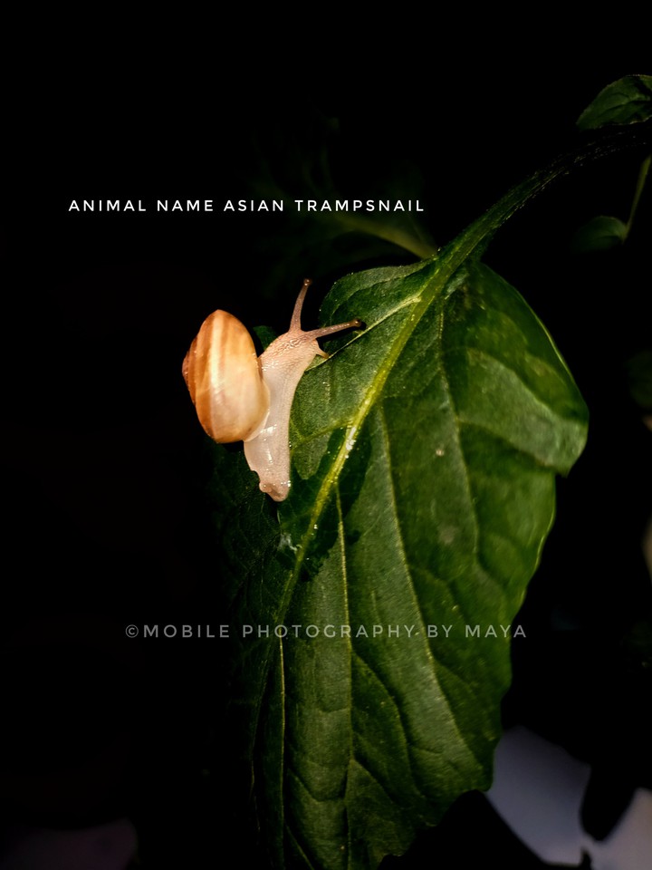 Snail ?