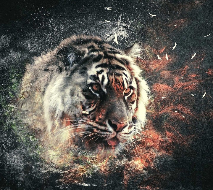tiger