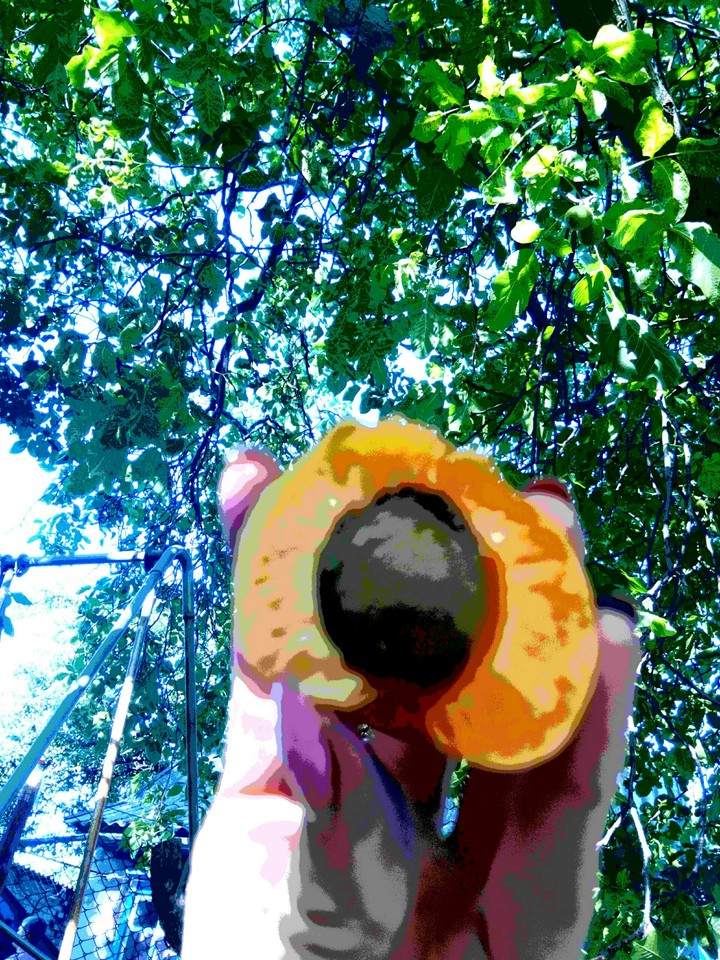 Apricot