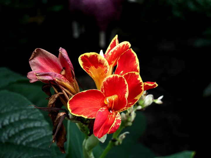 Blumen, Pflanzen