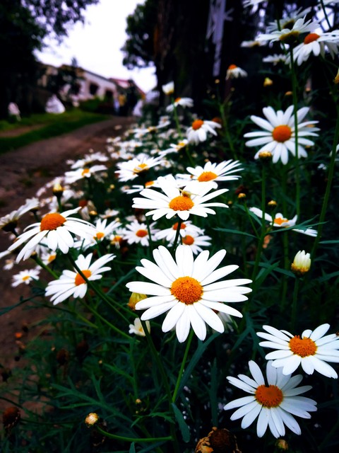 flower