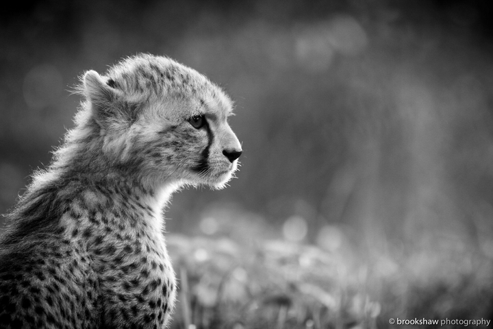 cheetah