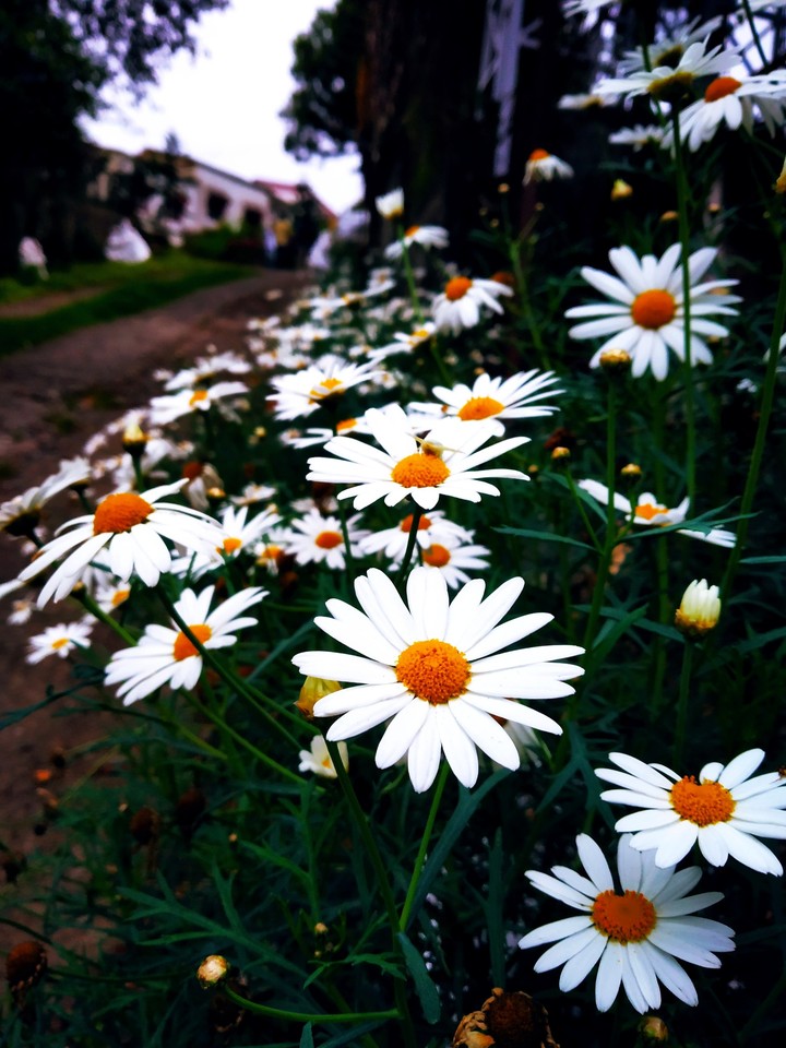 flower