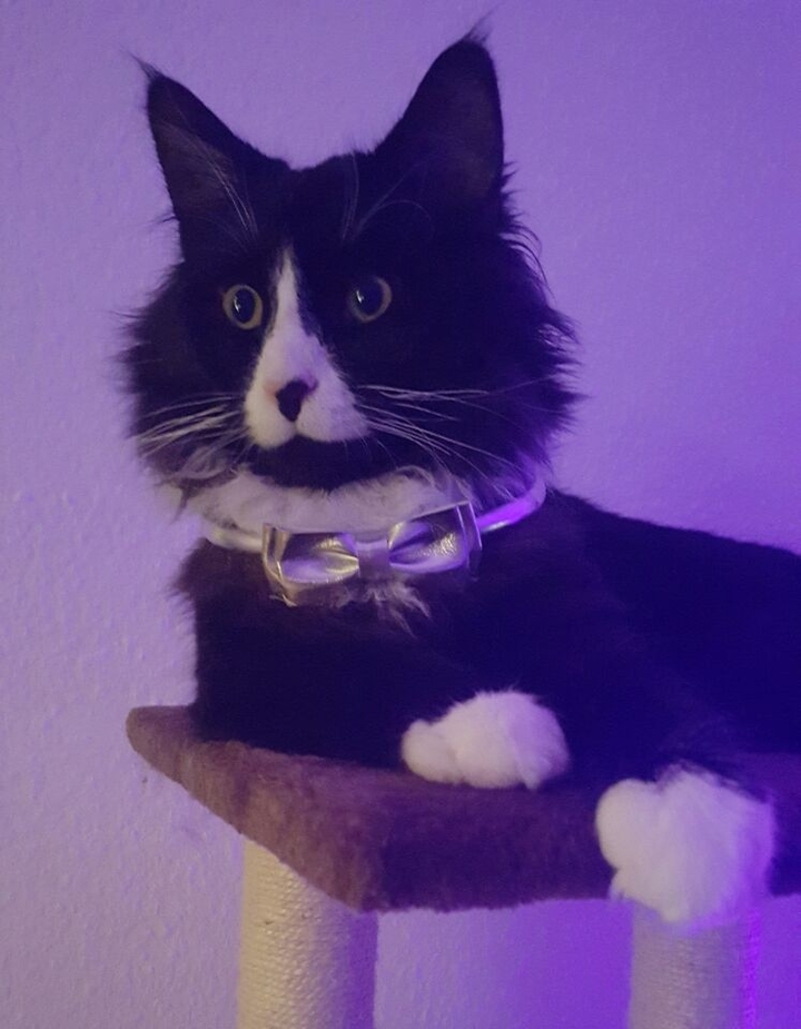 Gentlemen Jack