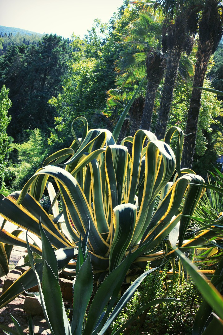 Plants??