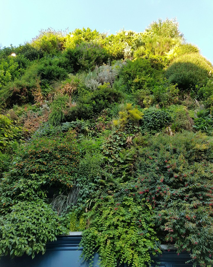 Vegetal Wall