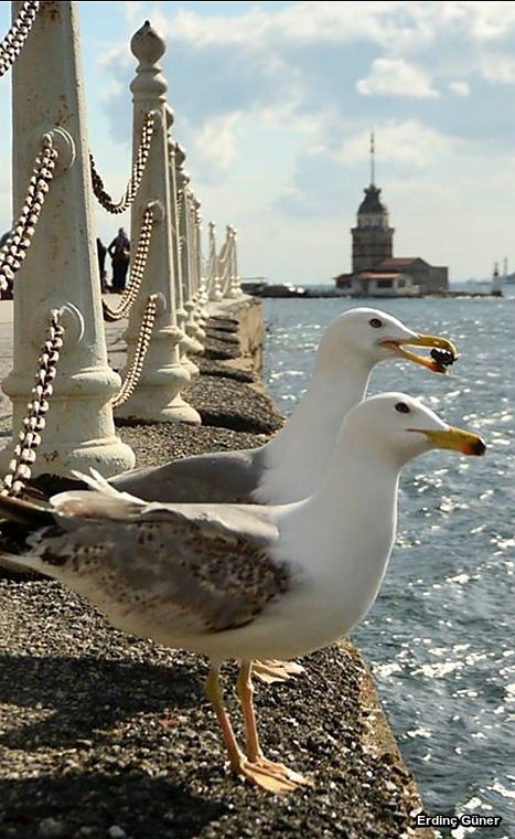ıstanbul