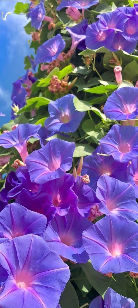 ταπετσαρίες pink, morning-glories