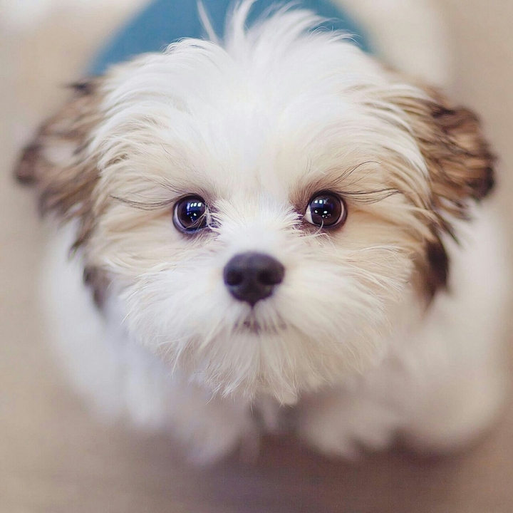 Cute