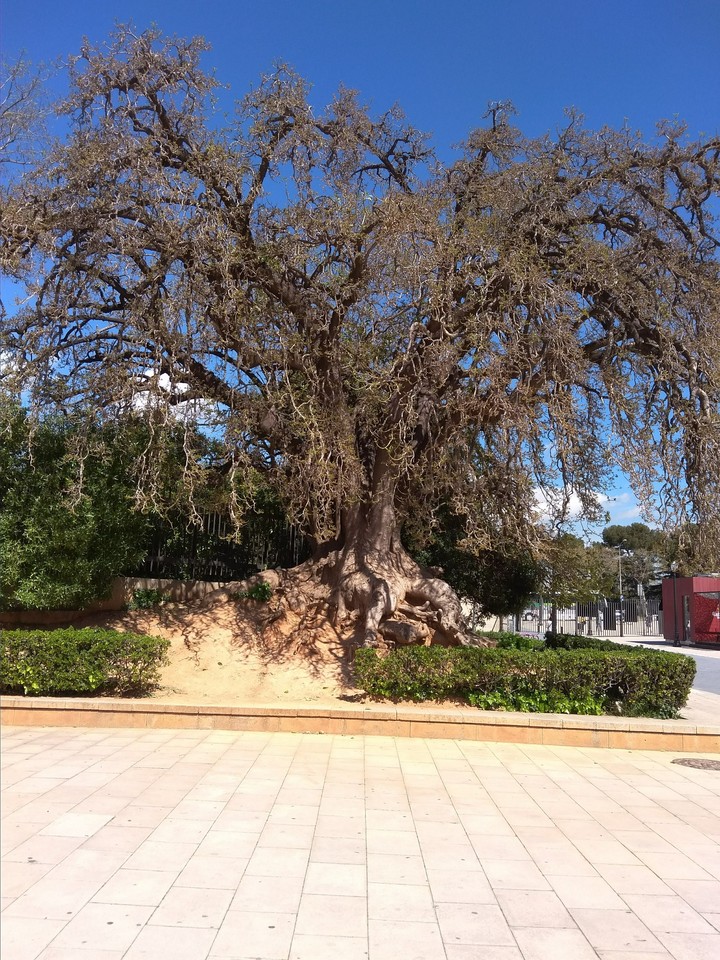 a old tree on placa Espana