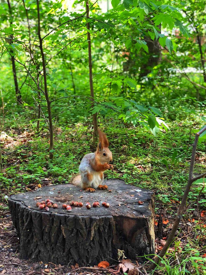 squirrel
