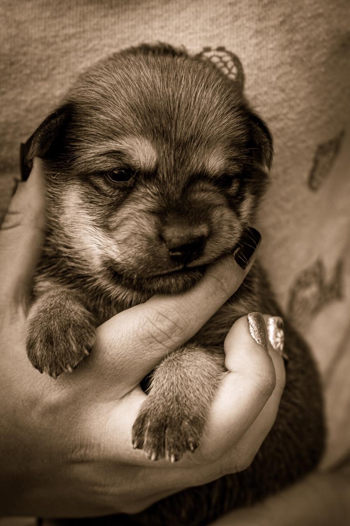 doguinho