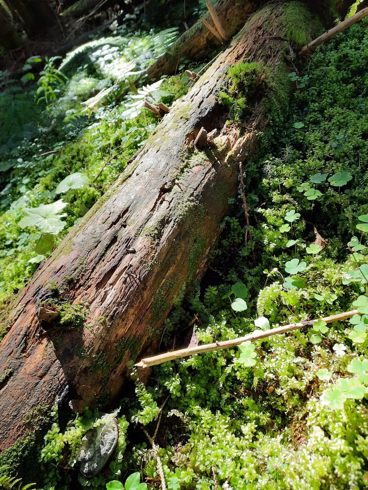 wood