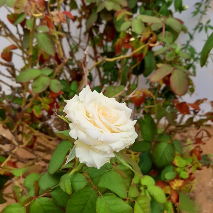 Every flower is a soul blossoming in nature.