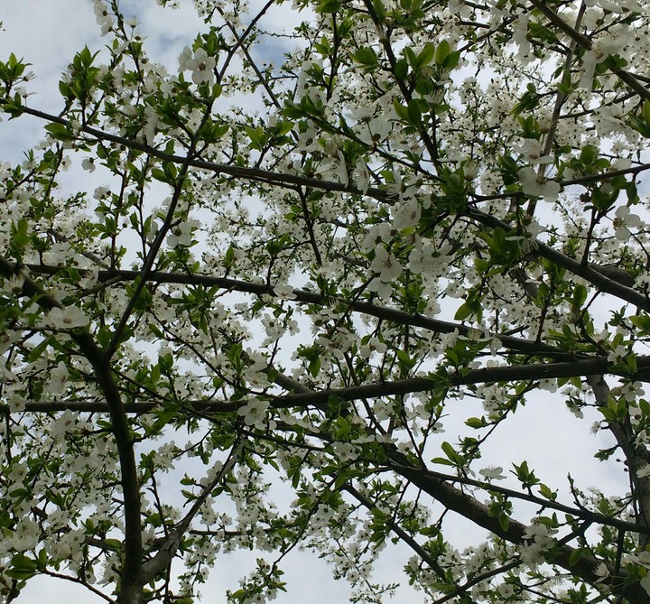 Spring flowers