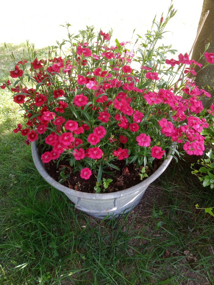 Flowers