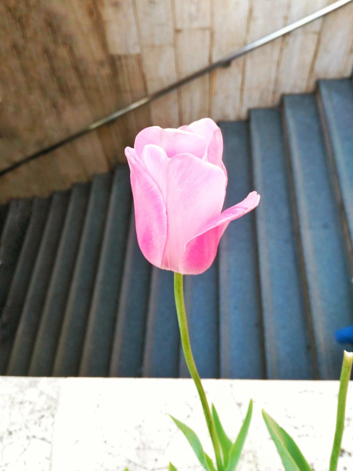 tulip