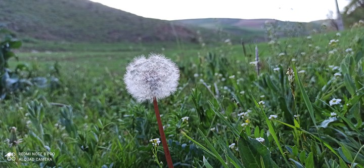 nature