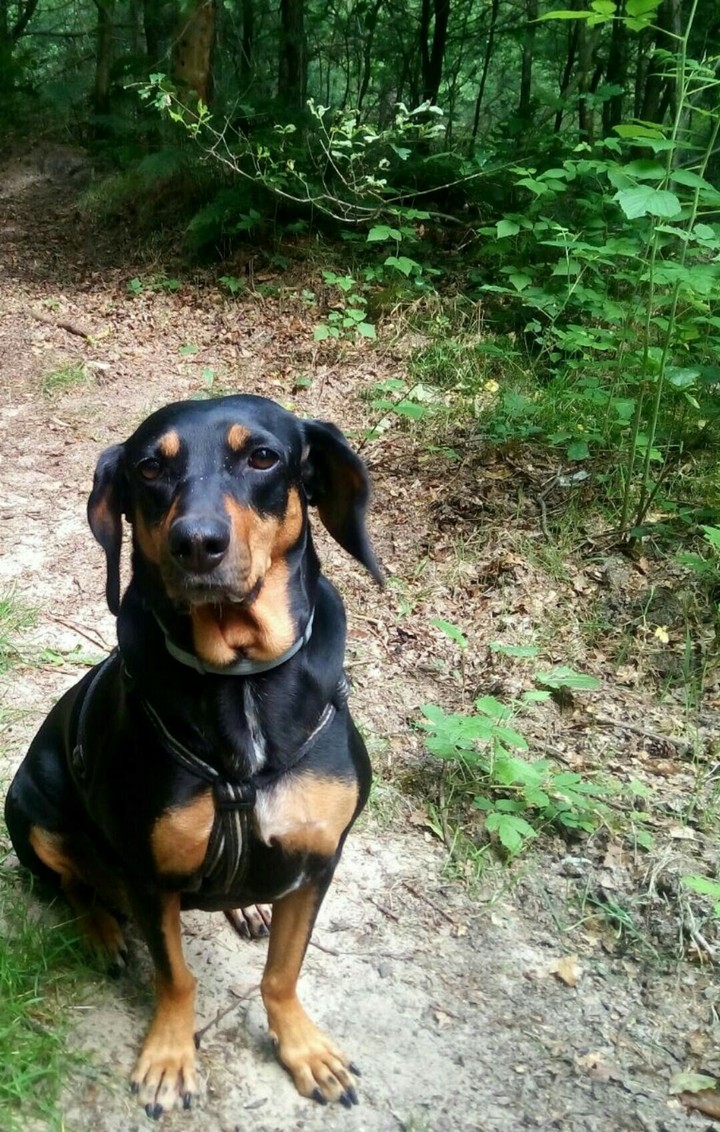 hund