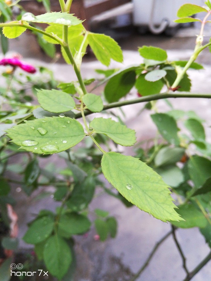 leaves with water droplets