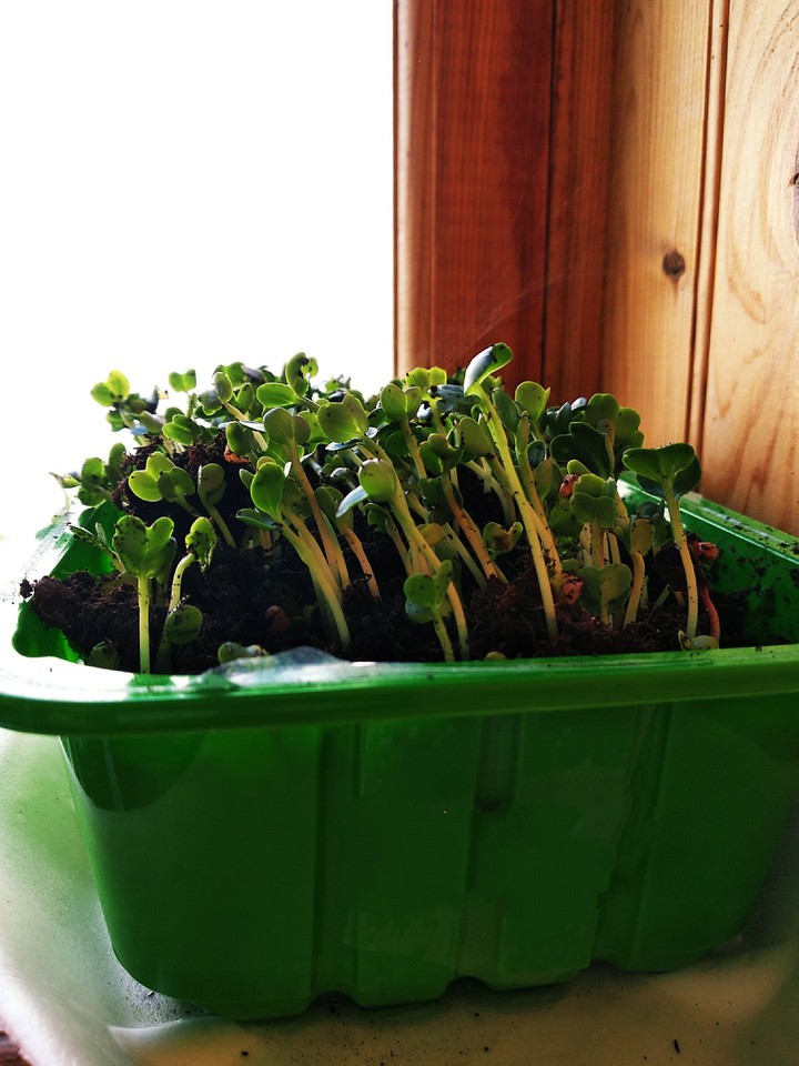 plant