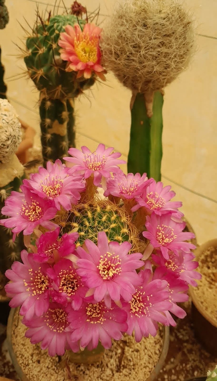 тапети flower, pink