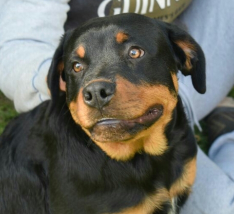cane