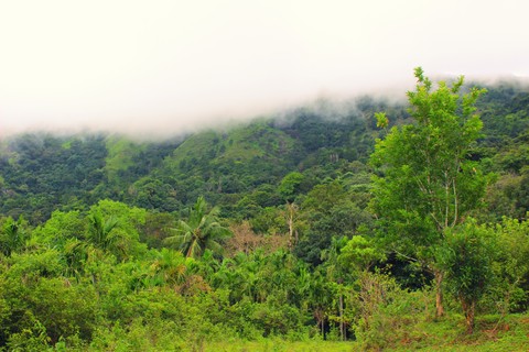Greenary cloudy