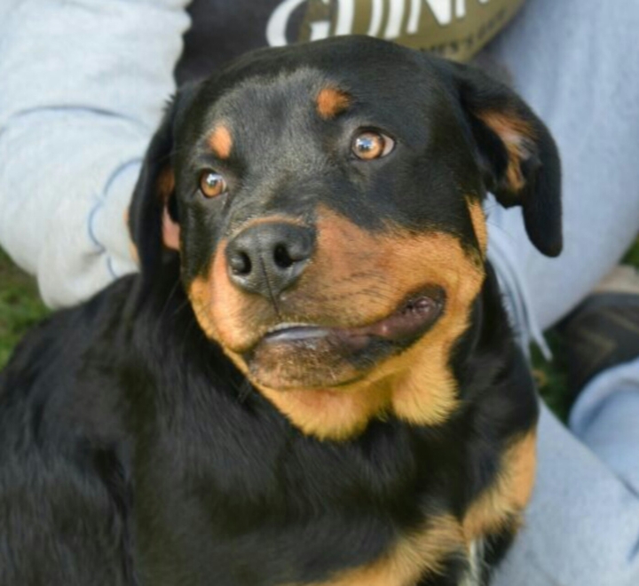cane