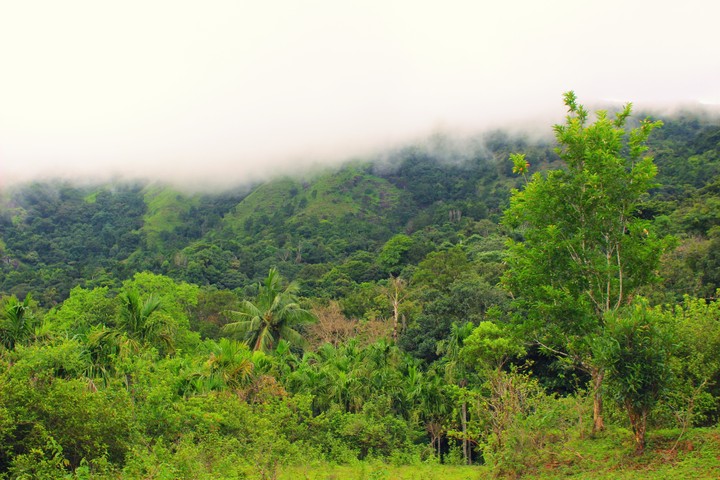 Greenary cloudy