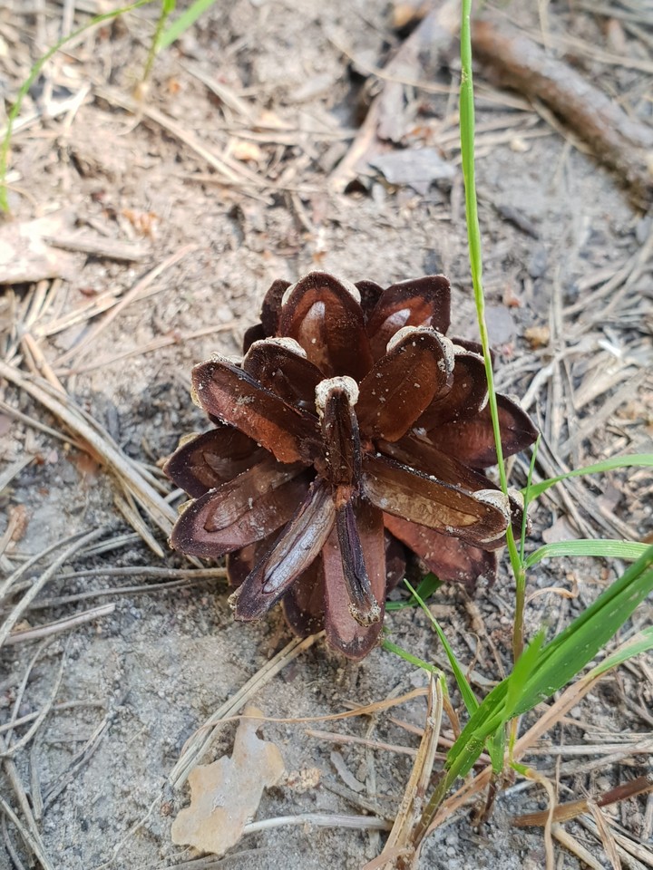 Cone