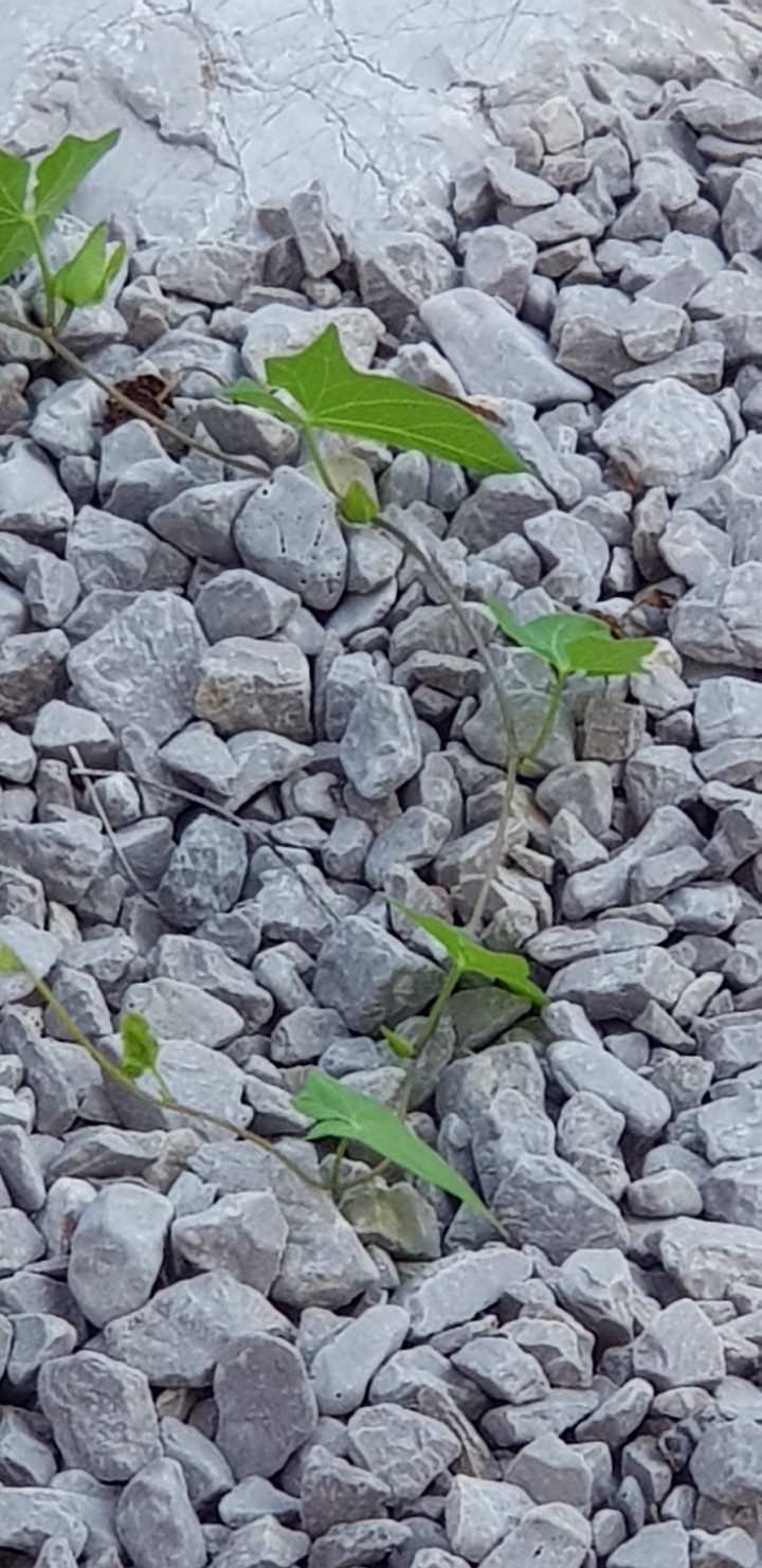 Ivy