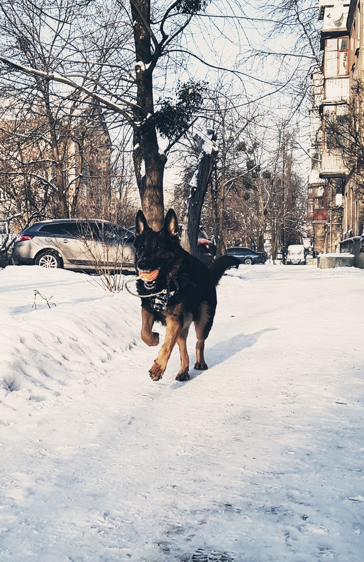 Любимый пёс