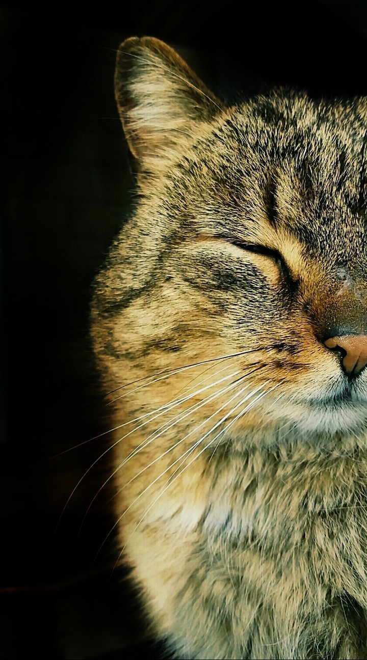 Sweet Cat