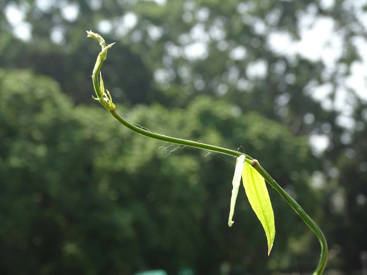 Creeper in search of sunlight