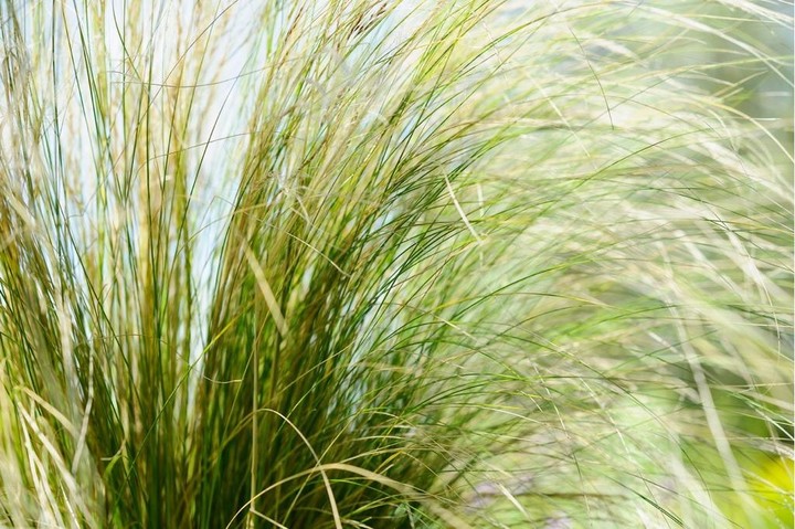 Grass...